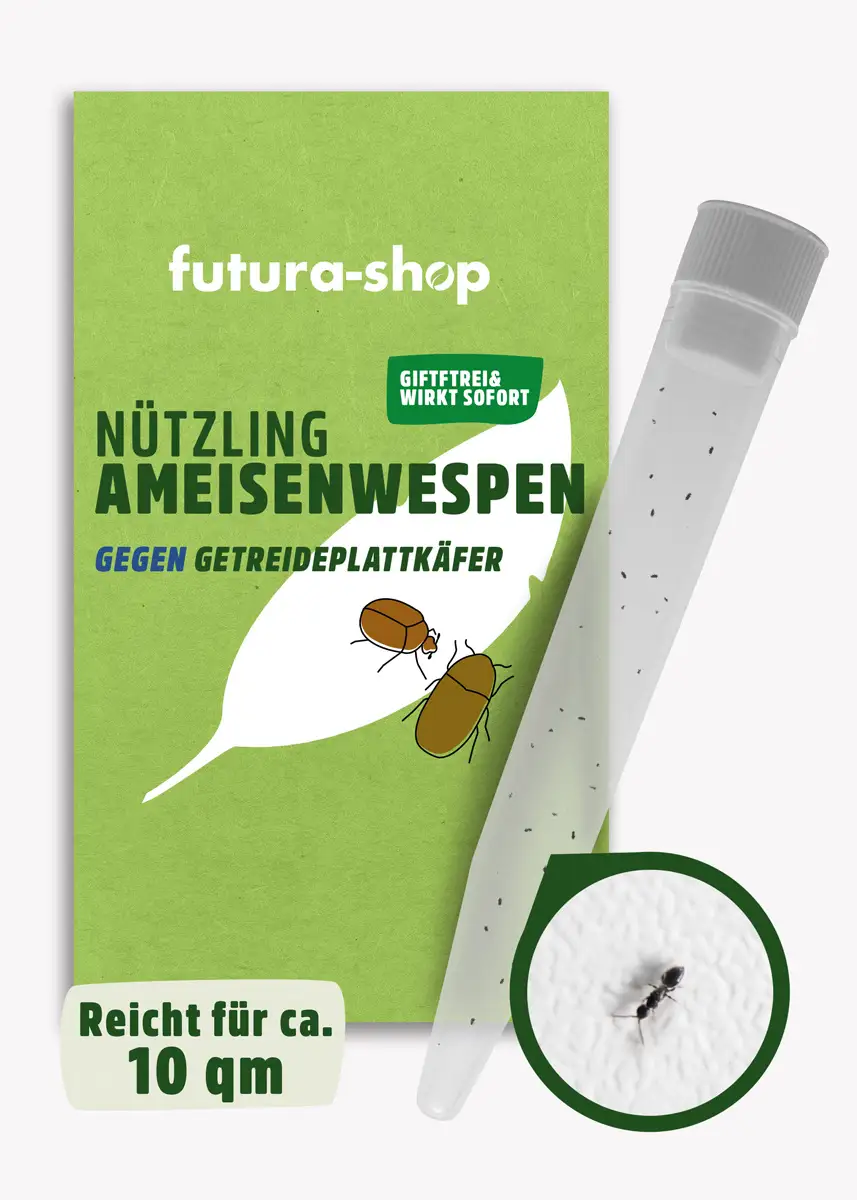 Ameisenwespen | Getreideplattkäfer biologisch bekämpfen Ameisenwespen | Getreideplattkäfer biologisch bekämpfen