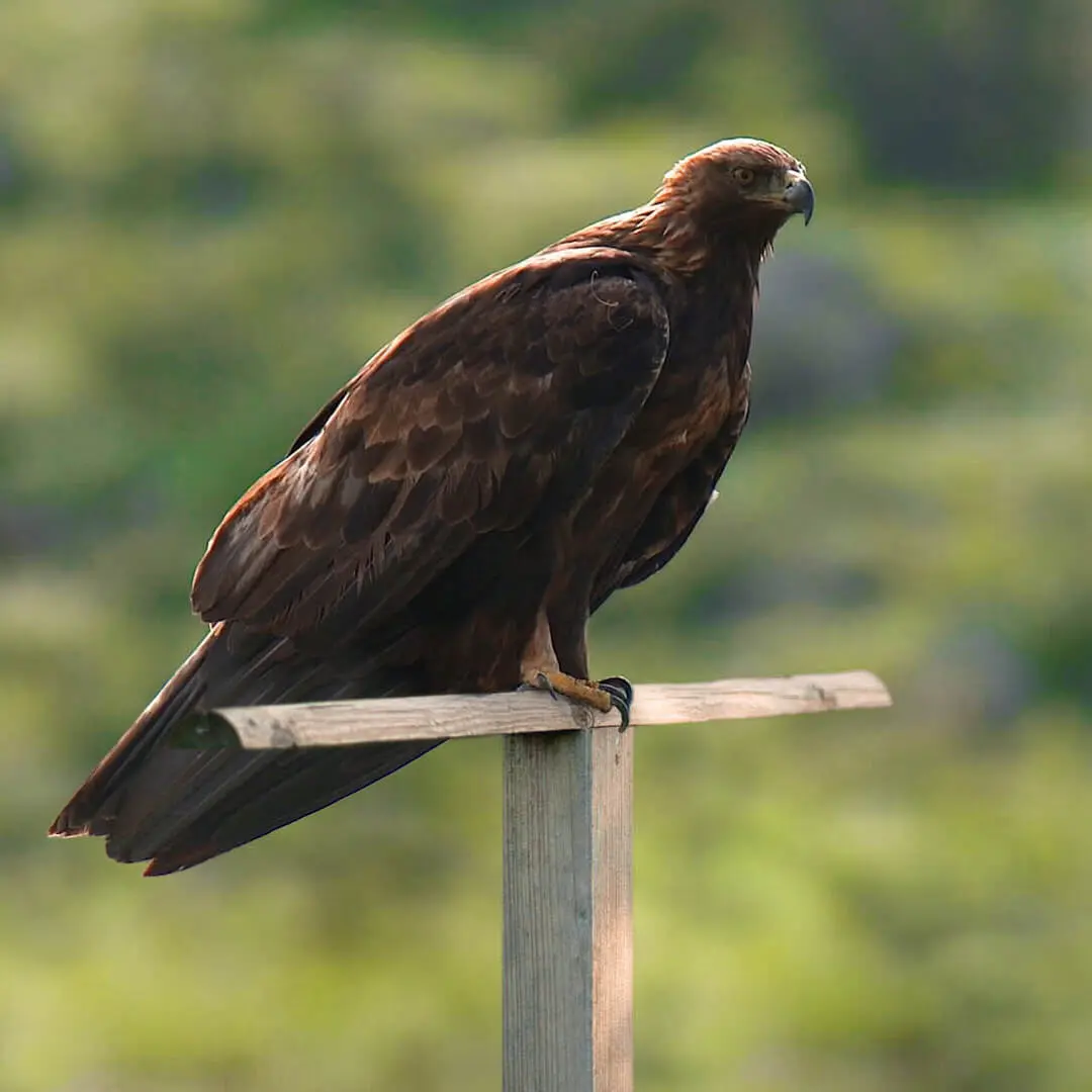 Greifvogel-auf-Ansitzstange-q