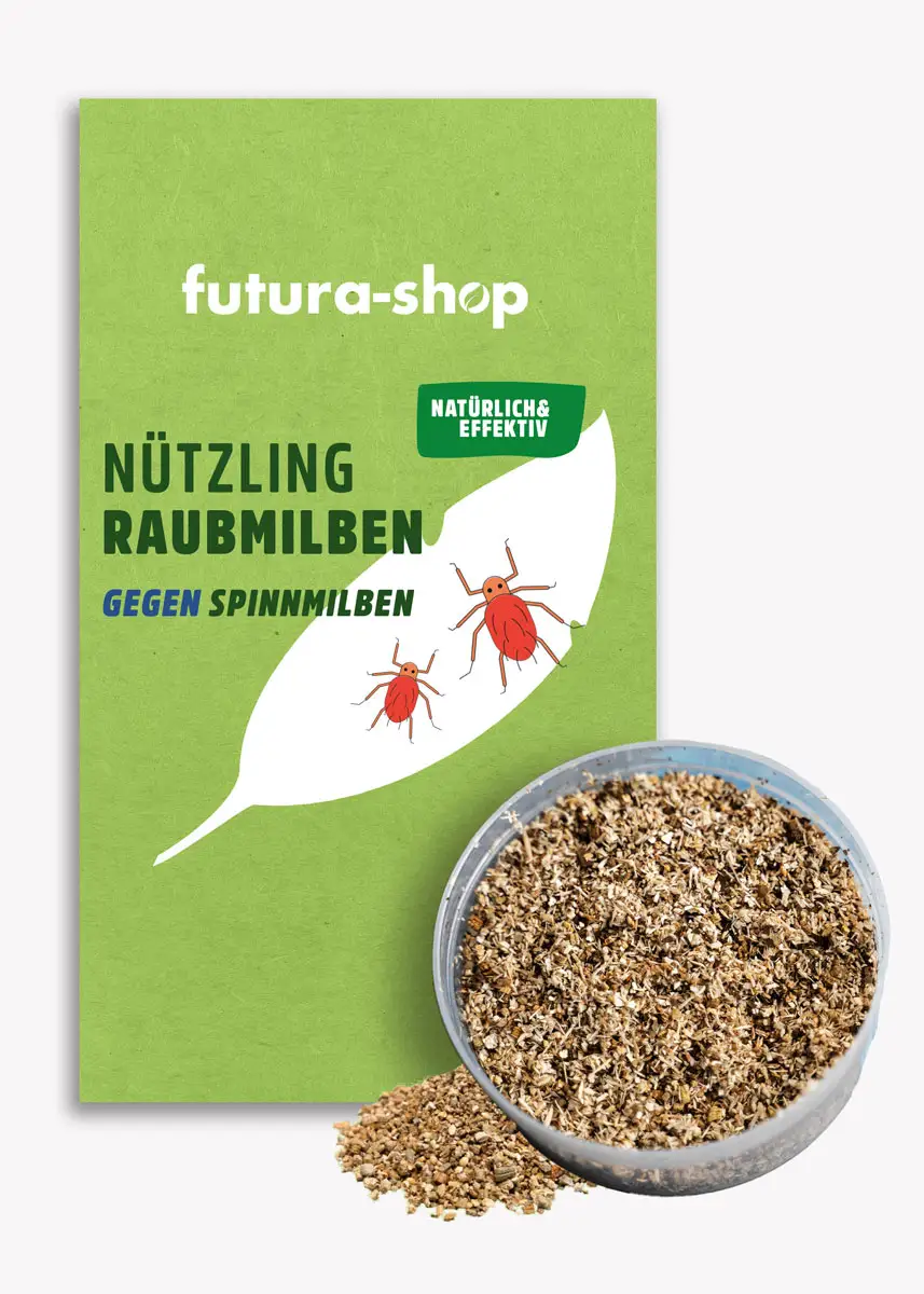 Raubmilben | Nützlinge gegen Spinnmilben Raubmilben | Nützlinge gegen Spinnmilben