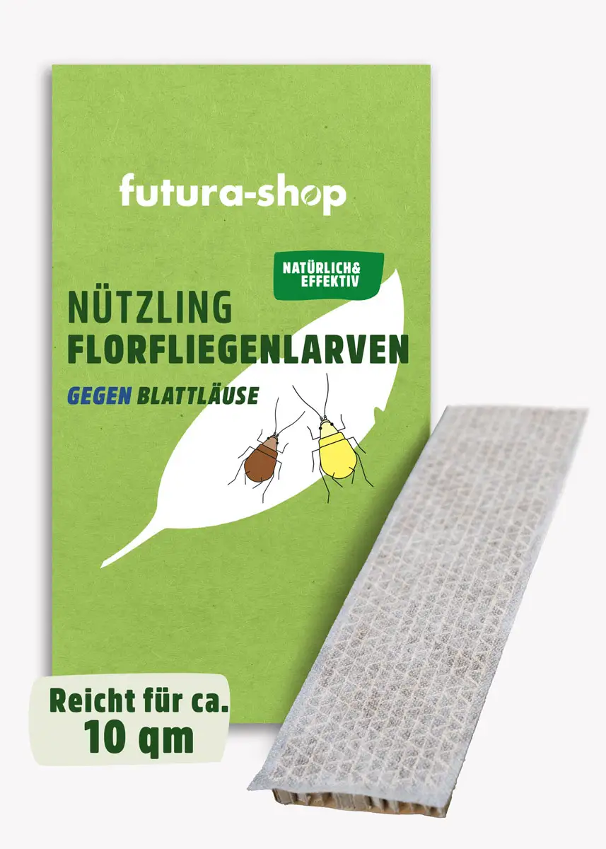 Florfliegenlarven | Nützlinge gegen Blattläuse & Wollläuse Florfliegenlarven | Nützlinge gegen Blattläuse & Wollläuse