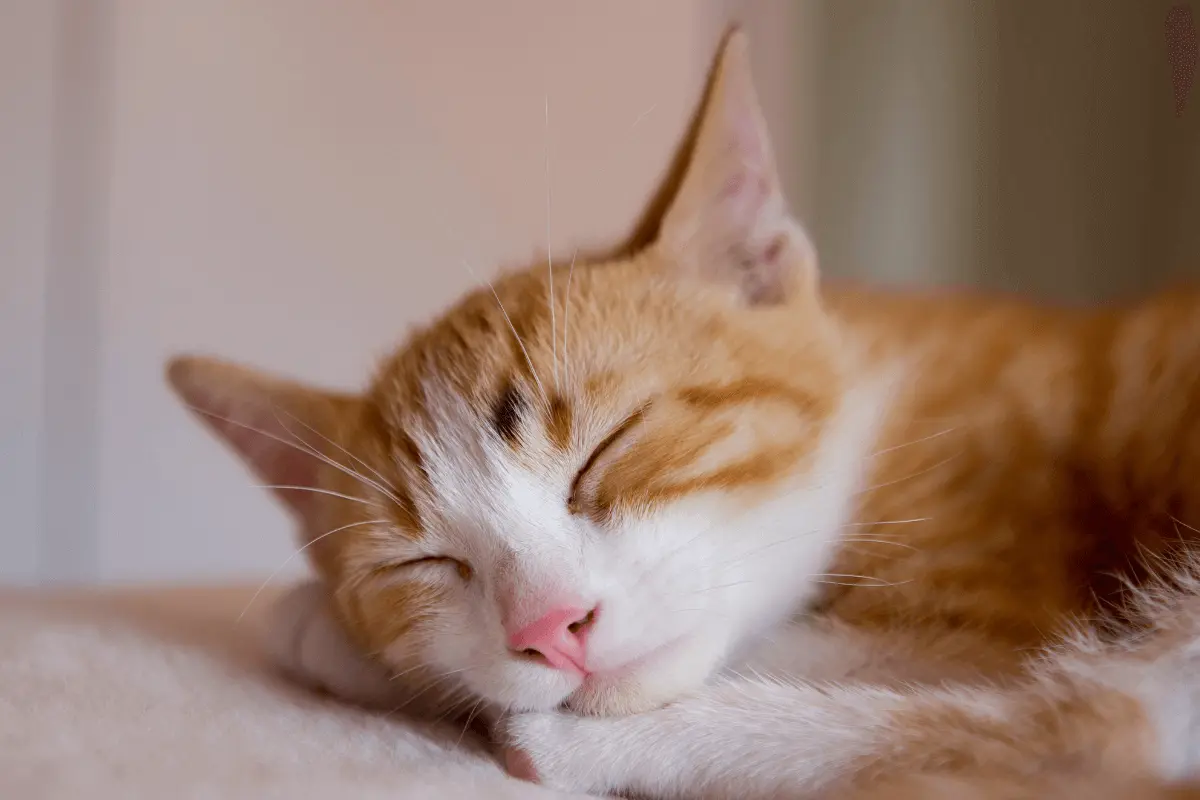 Katze schläft viel aber wie viel ist normal?