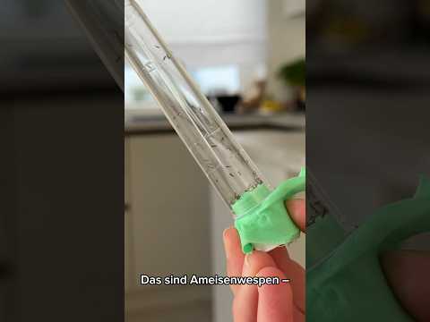 Ameisenwespen | Getreideplattkäfer biologisch bekämpfen